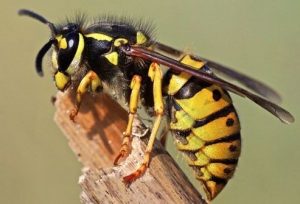 Wasp
