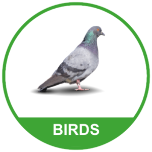 Birds