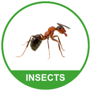 Insects