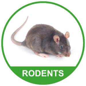Rodents