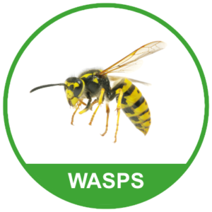 Wasps