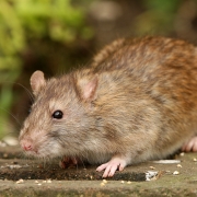 Brown Rat. Treatments carried out across Nottingham for rodent control.