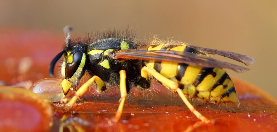 Wasp feeding. We offer wasp nest removal treatments across Nottinghamshire.