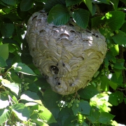 waspnest1 Wasp Nest Removal Nottingham