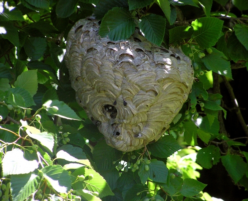 Large wasp nest within a tree. We remove these nests without the use of toxic insecticides.