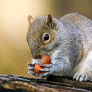 grey-squirrel-eating-nuts Grey Squirrel eating a nut