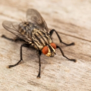 cluster-fly Cluster Flies