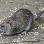 istock-861880564 Rat in Nottingham