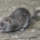 Rat in Nottingham