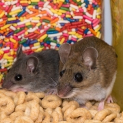 House mouse