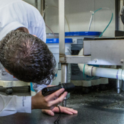 Nottingham pest control inspections