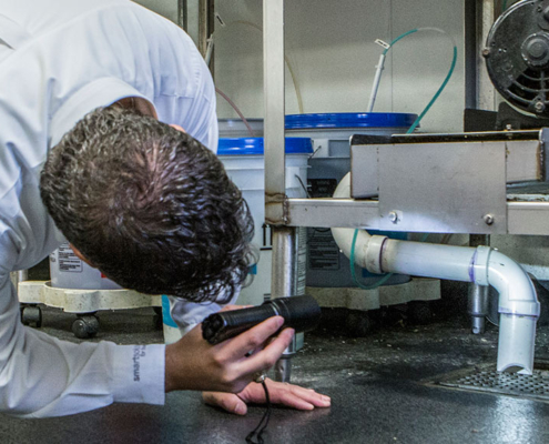 Nottingham pest control inspections