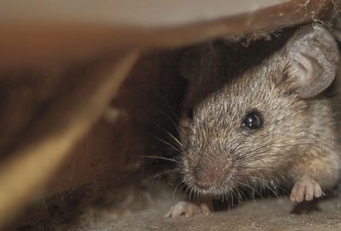 Rat in a cupboard in Mapperley