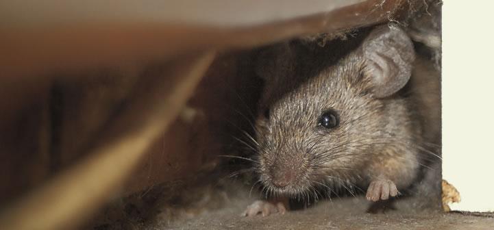 Rat in a cupboard in Mapperley